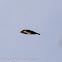 Crag Martin; Avión Roquero