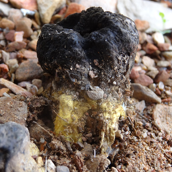 Roo scat truffles Project Noah