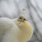 Indian Peafowl (white morph)