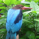 White-throated Kingfisher