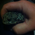 Western Toad