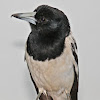 Pied Butcherbird