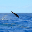 Playful Dolphin Live Wallpaper logo