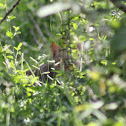 African Wildcat