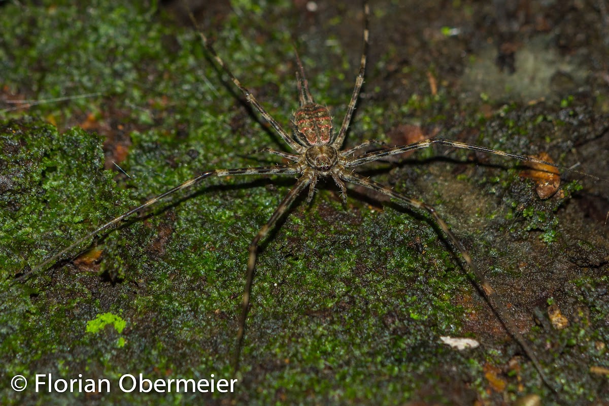 Two-tailed spider
