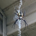 Black and Yellow Orb Spider