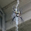 Black and Yellow Orb Spider