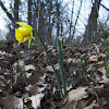 Wild daffodil/Divja narcisa