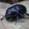 Forest Dor Beetle