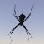 Silver Argiope