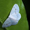 Drepanid moth