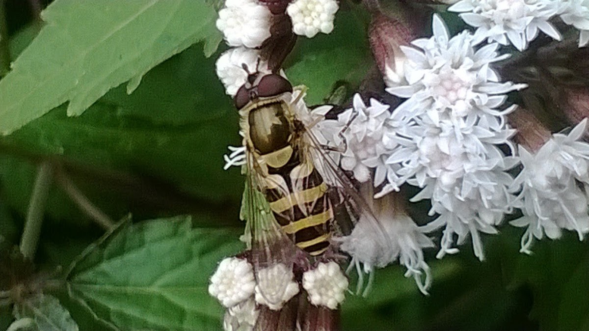 Syrphid Fly