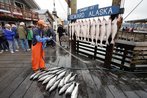 fisherman-Seward-Alaska - A fisherman's catch in Seward, Alaska.