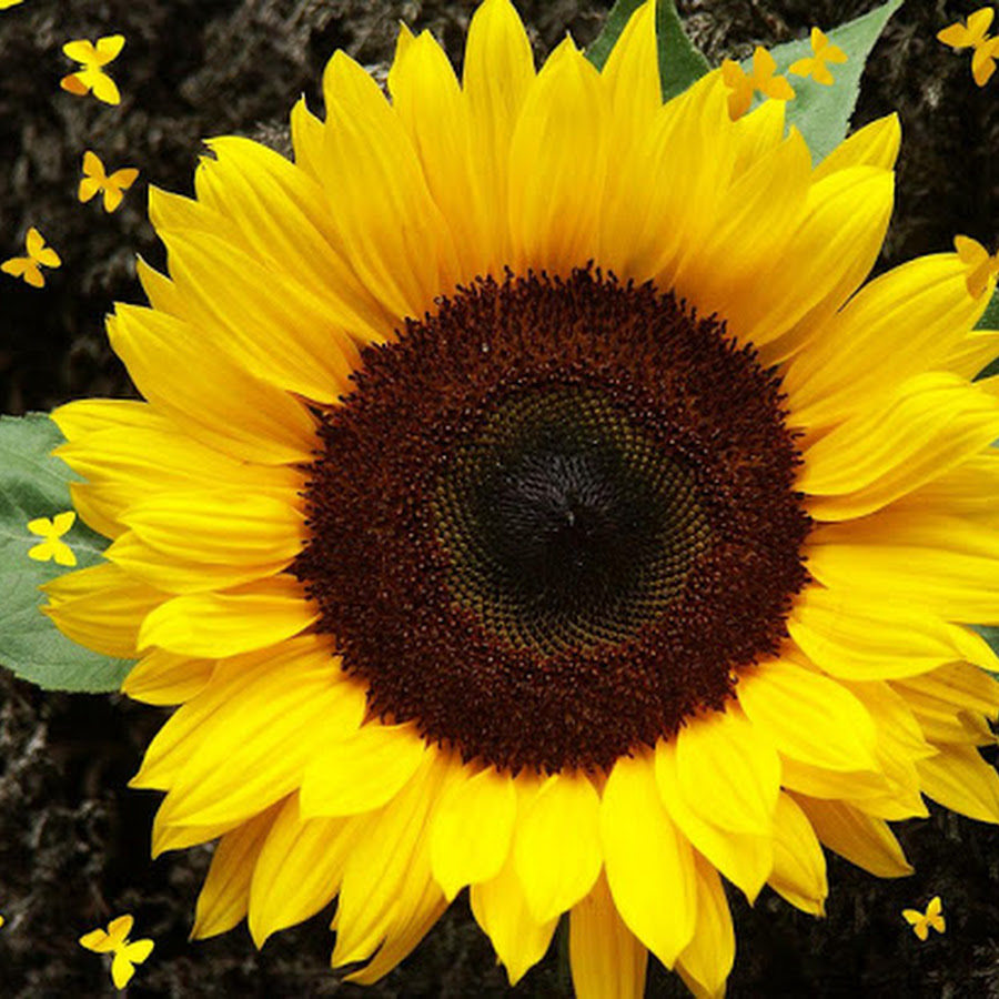 Sunflower Wallpaper - Android Apps on Google Play