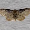 Lustrous Least Carpet Moth