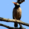 Pied Myna or Asian Pied Starling