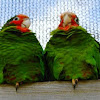 rose-thoated parrot (green parrot )