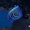 Emperor angelfish (juvenile)
