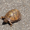 Eastern box turtle