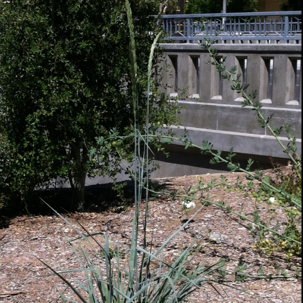 Giant wild rye