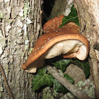 Shiitake