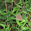 Smooth-eyed bushbrown