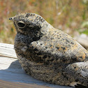 Common Nighthawk