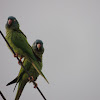 Blue-crowned Parakeet