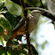 Chestnut-tailed Starling