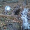 Corpse Plant / Ghost Plant / Indian Pipe