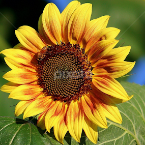 Sunflower by Sherri Woodbridge - Flowers Single Flower