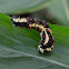 Swallowtail butterfly Caterpillar