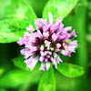 Red Clover