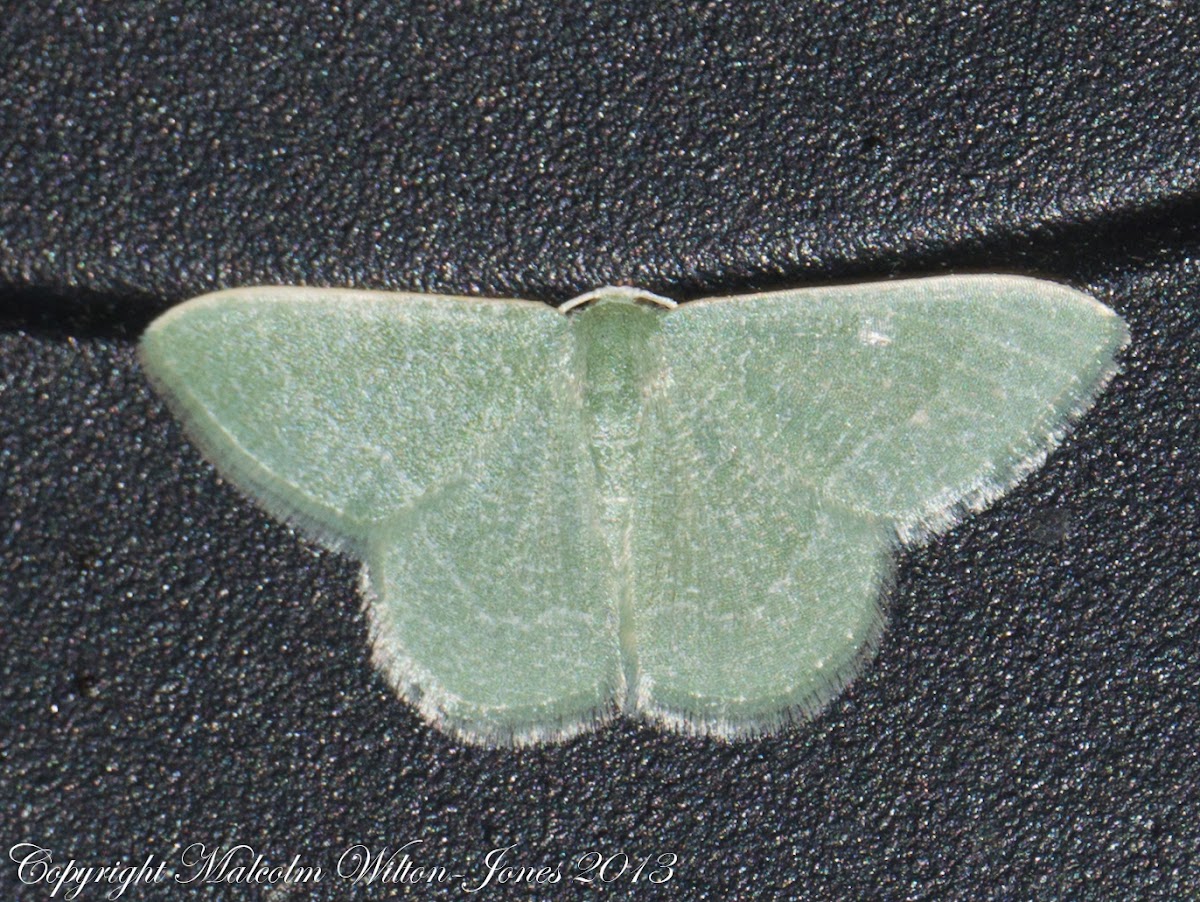 Radiant Emerald Moth