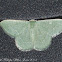 Radiant Emerald Moth