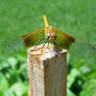 Band-winged Meadowhawk