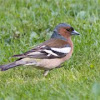 Chaffinch - Buchfink