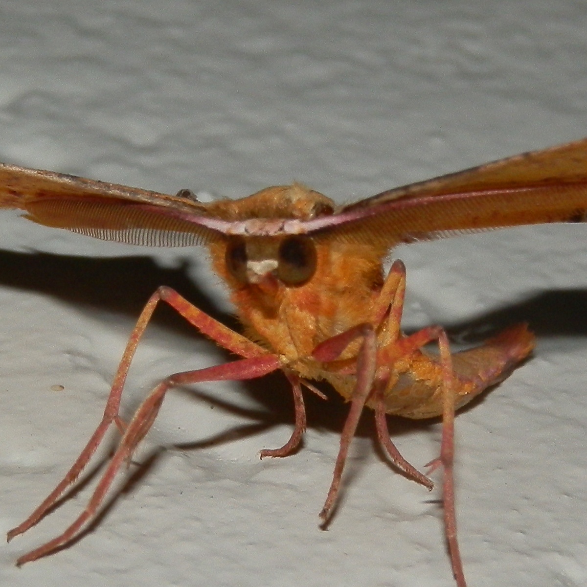 Bright Twisted-moth ♂