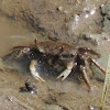 Atlantic Marsh Fiddler Crab