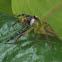 Green jumping spider - male