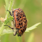 Marbled Fruit Chafer