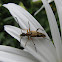 Flower longhorned beetle