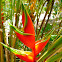 Red Palulu Heliconia