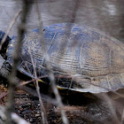 Yellowbellied Slider