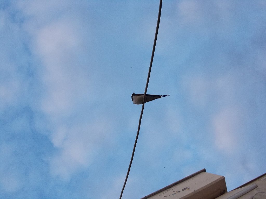Barn Swallow (σταυλοχελίδονο)
