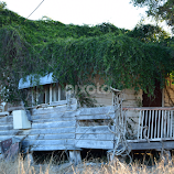Green House by Linda Taylor -  