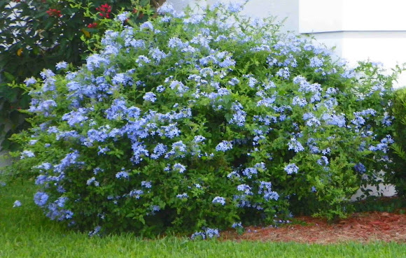 10 Arbustos Con Flores Para El Jardn  Nombres Y