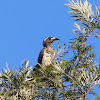 Hornbill, African Grey