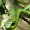 Boomslang