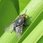 Bluebottle fly blowing bubbles
